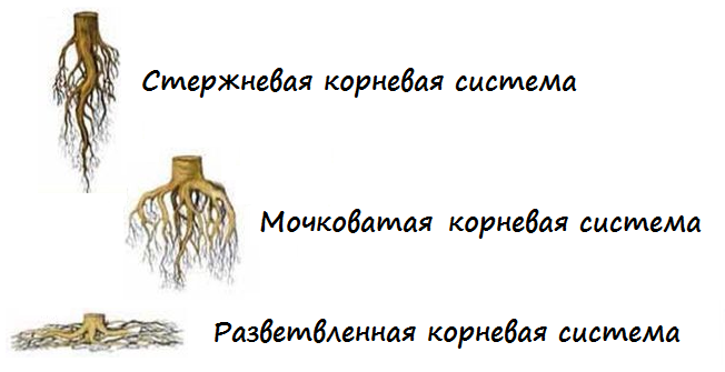 Дерево растет рядом с домом? Узнал о последствиях и корни каких деревьев могут навредить2
