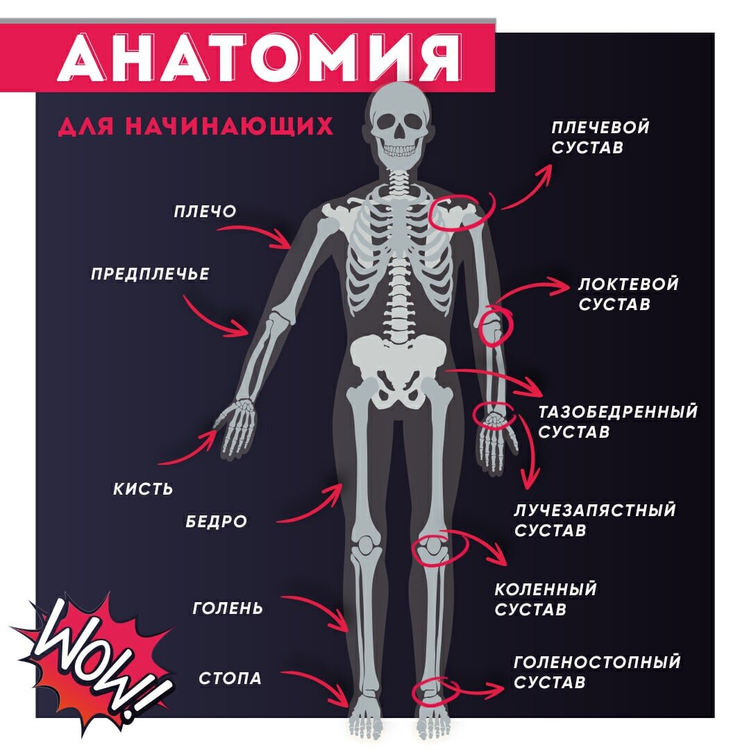 Анатомия для чайников