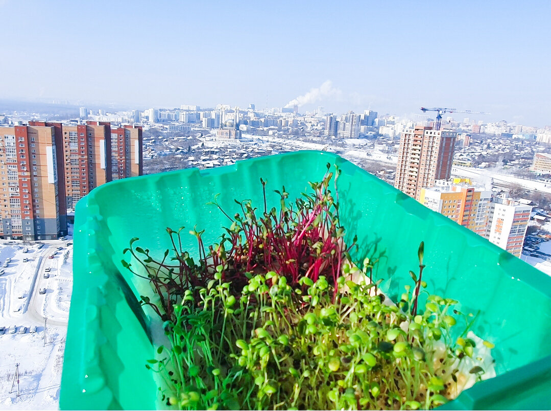 Солнечный день и яркая зелень – если бы не снег за окном, точно можно подумать, что на дворе весна