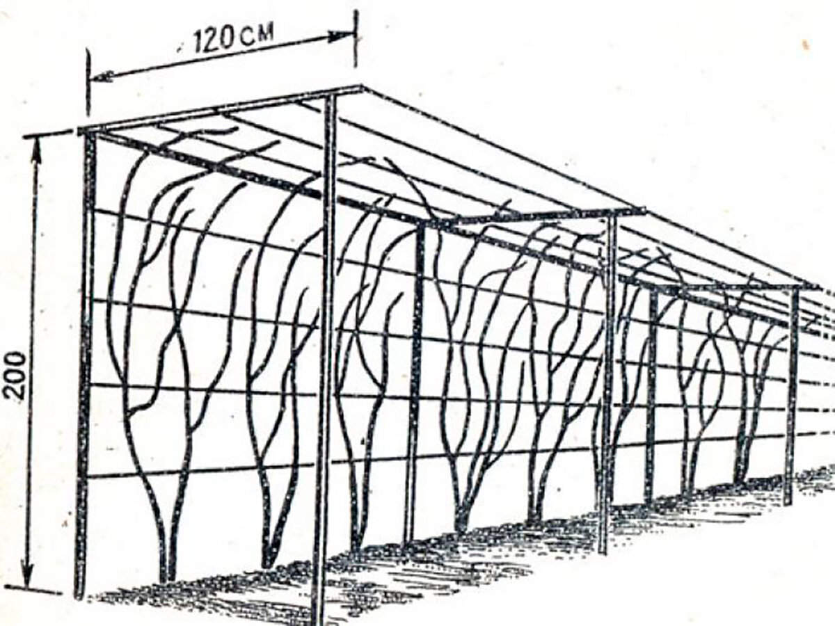 Опоры для винограда схема и размеры фото