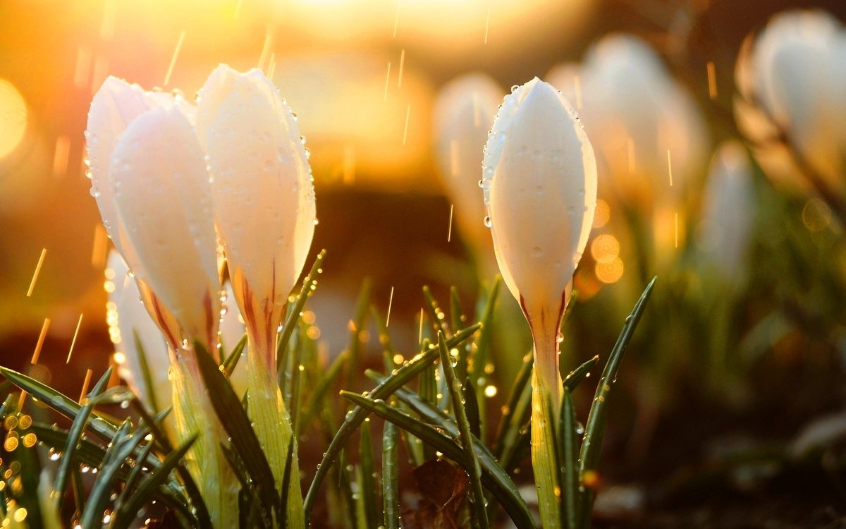 Цветы, легкий ветерок, ноты дождя - вот весенние ноты в парфюмерии