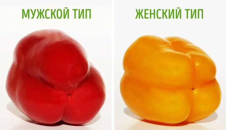 Форма плодов болгарского перца