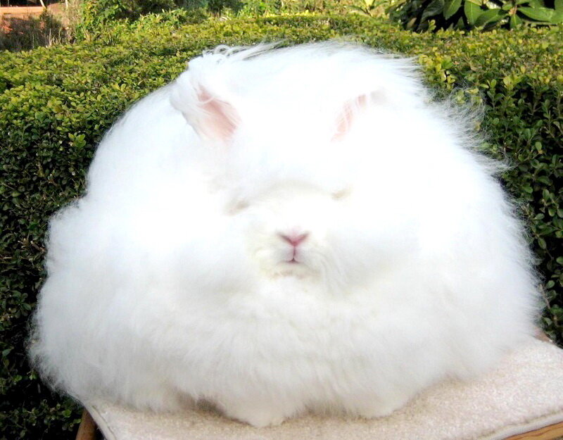 Ангорский кролик. Этот кролик родом из Турции многие люди разводят их для того что бы получить много мягкой шерсти.
