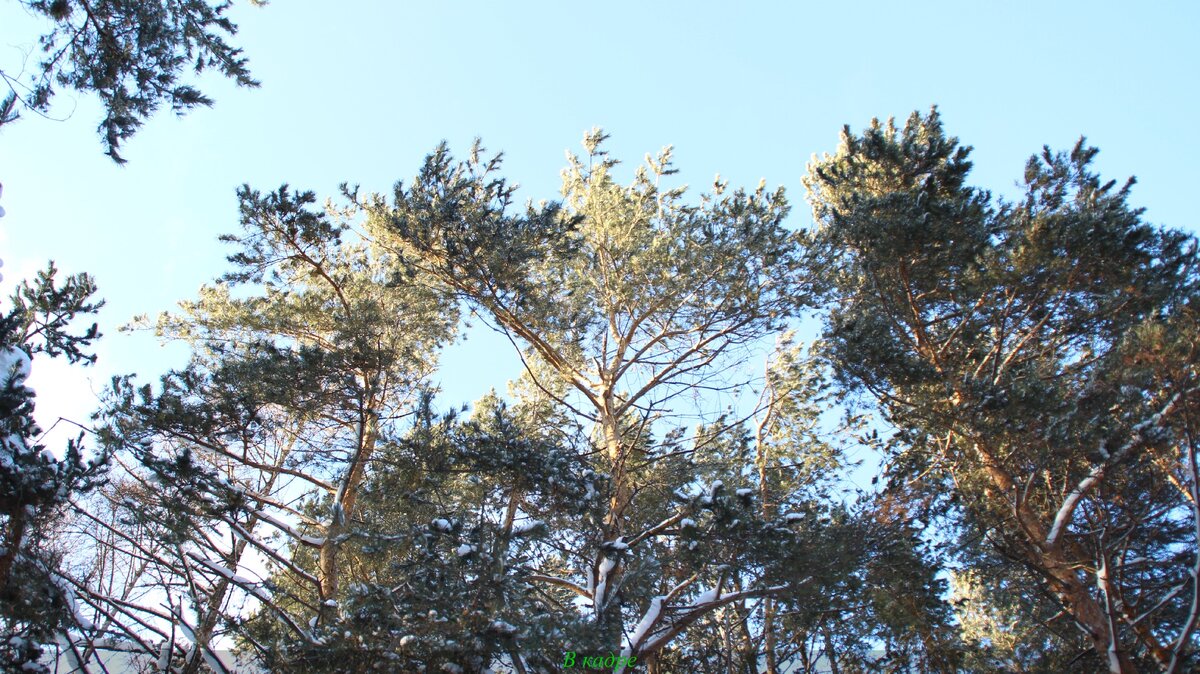 Высокие сосны