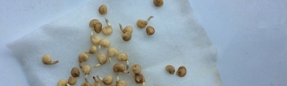 кислоты в растениях. семена огурцов в марганцовке. замачивание семян в борной кислоте. ,янтарная янтарная кислота для рассады. янтарь семена удобрение.