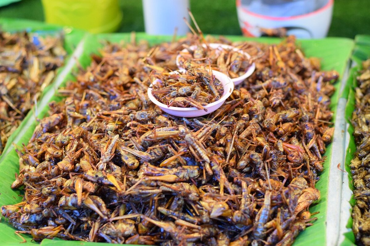 таиланд насекомые