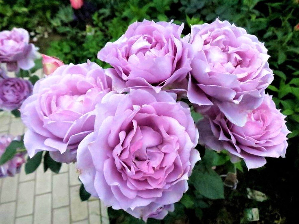  Роза флорибунда Novalis. Фото с сайта: https://clck.ru/TsbsJ.