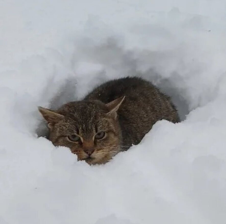 Тофи - сирота в сугробе
