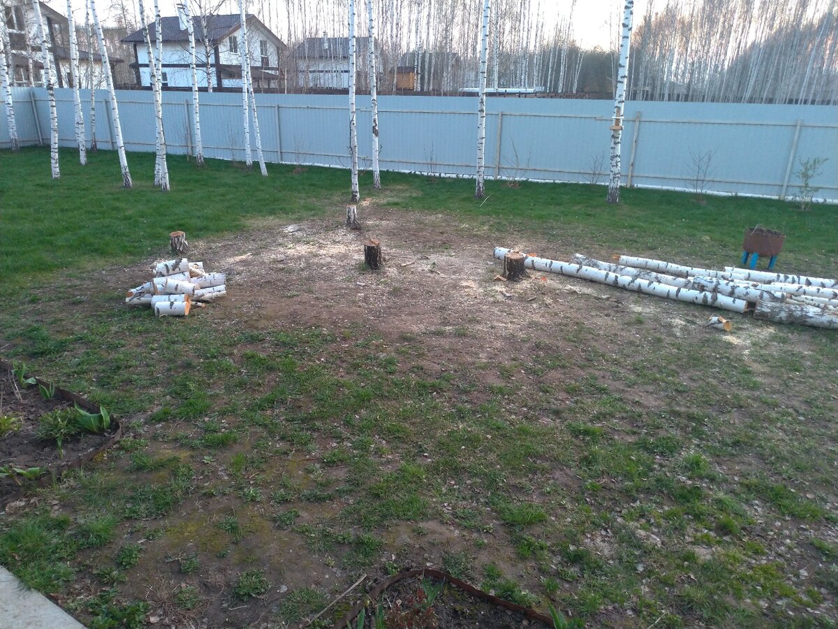 Сразу после спила нескольких берез. Май 2020.