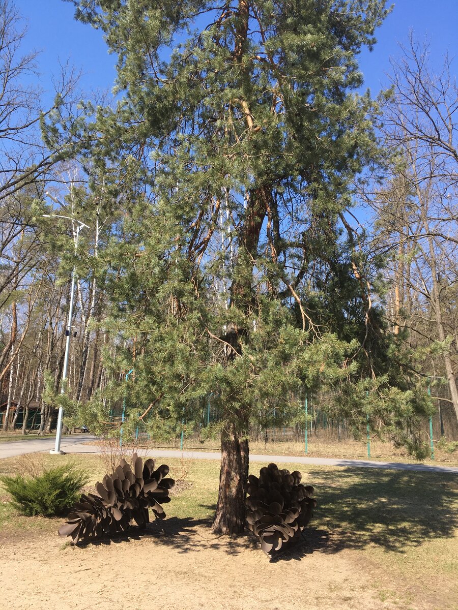 Вот такие чудо-шишки встречают у входа