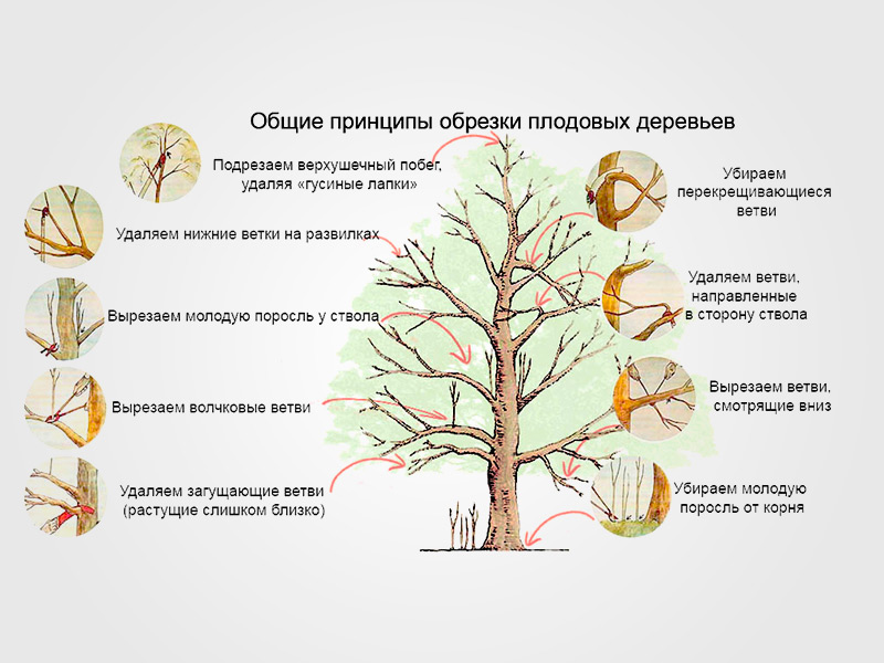 Какие могут быть ветви