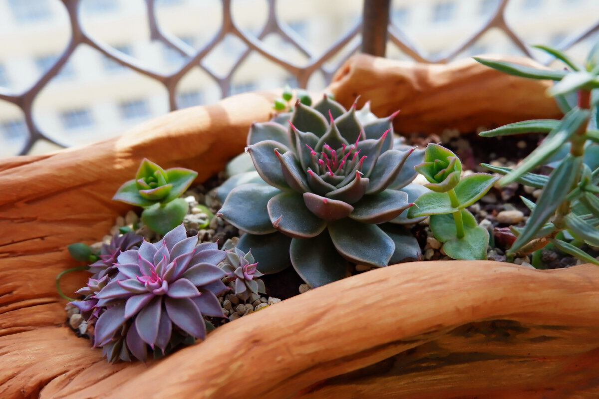 Композиция. моя.