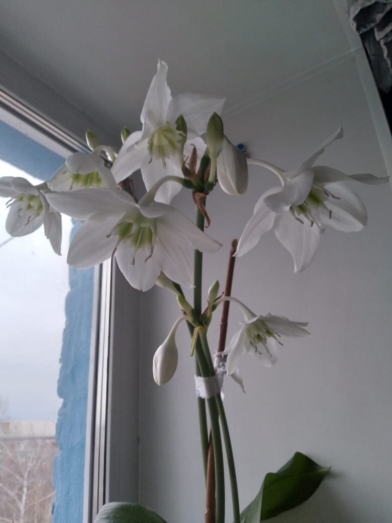 Мамин эухарис