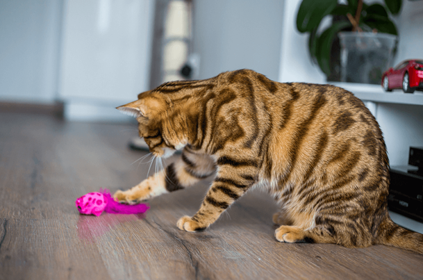 Статичные игрушки быстро надоедают кошкам, а у хозяина не всегда есть время поиграть дразнилкой.