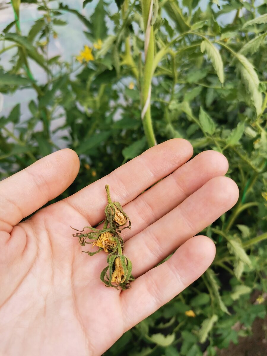 почему опадают цветки. опадение завязей у томатов. почему у перца опадают цветки и завязи. почему опадают перцы. гранат комнатное растение.