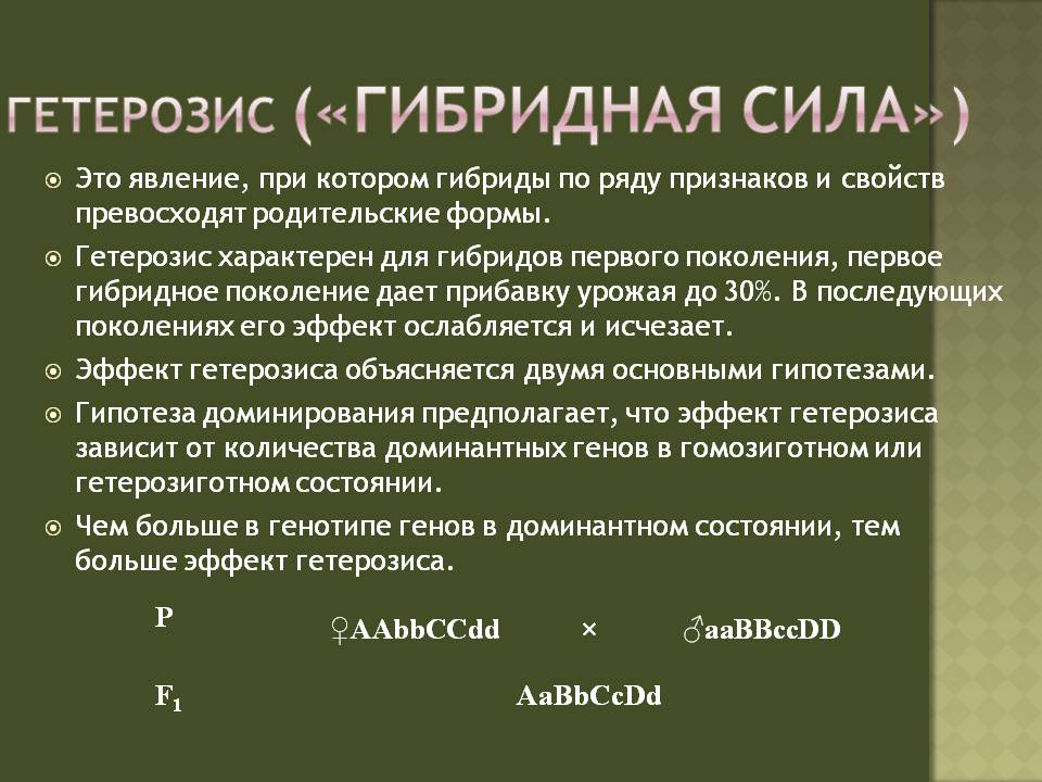 Гибридной силой называют. Гетерозис гибридная сила. Явление гетерозиса. Эффект гетерозиса. Гетерозис в селекции.