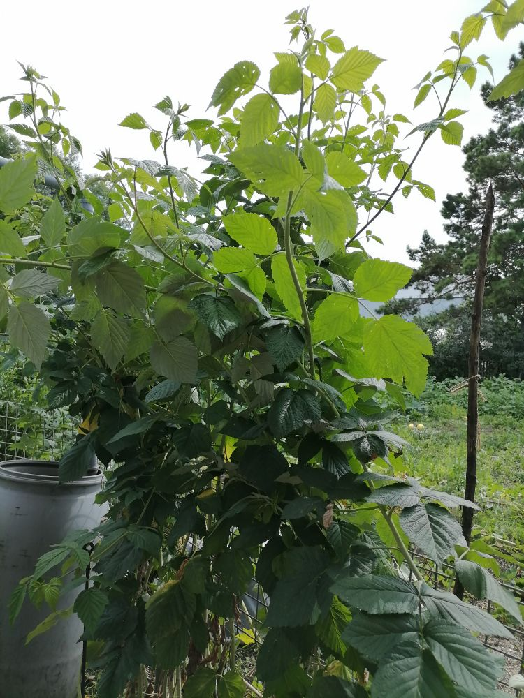 Высота молодых побегов - около 2 м, фото автора