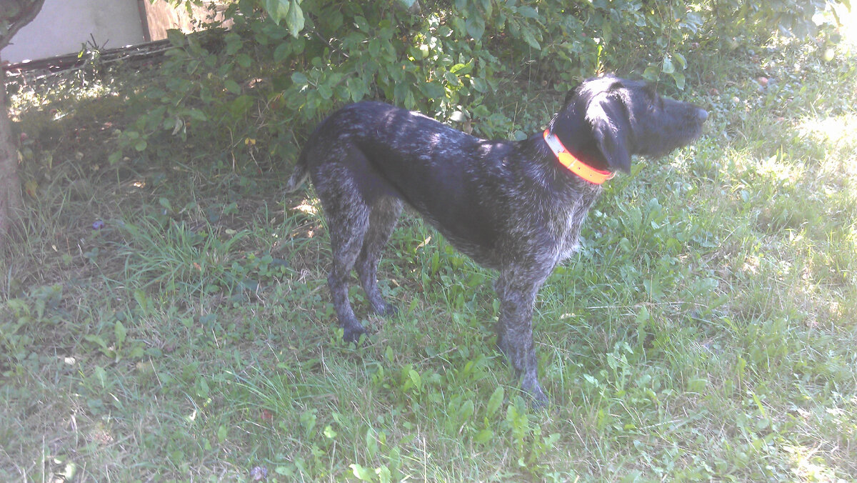 Наша собака Рада, порода дратхаар. Очень добрая, гостям всегда радуется