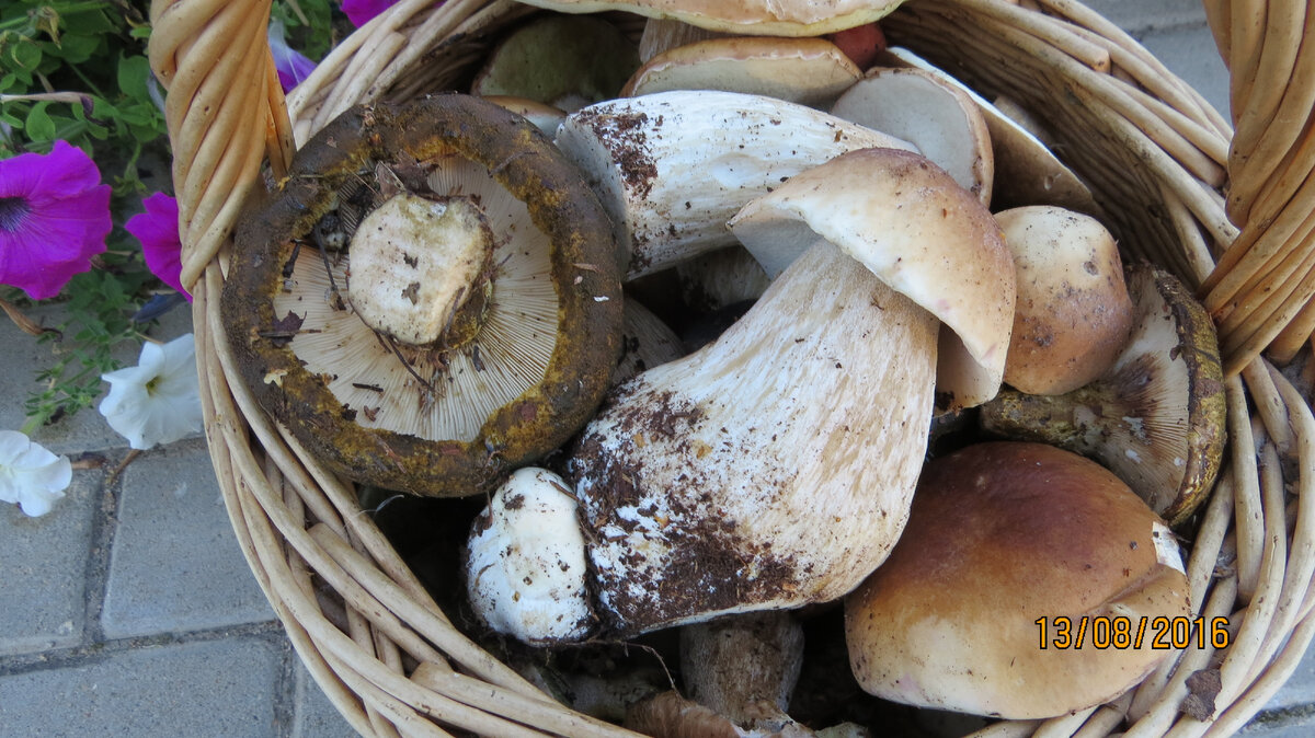 Фото автора 13.08.2016. Чернушки не собираю, но невозможно не взять таких красавиц.