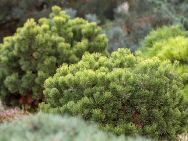 3. Сосна шаловливая (Pinus strobus 'Nana')