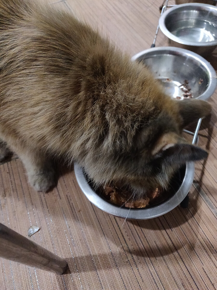 Недели 2 назад домой вернулась в таком виде, будто в мешке с углем побывала - и не отмоешь ее теперь, не дастся