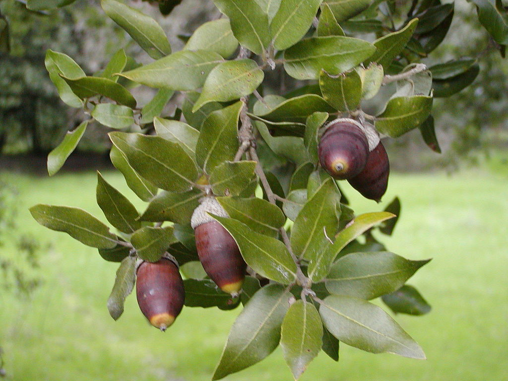 Плод вечнозеленого дерева. Дуб каменный вечнозеленый. Дуб каменный Quercus Ilex. Дуб каменный (Quercus Ilex l.). Дуб каменный в Крыму.