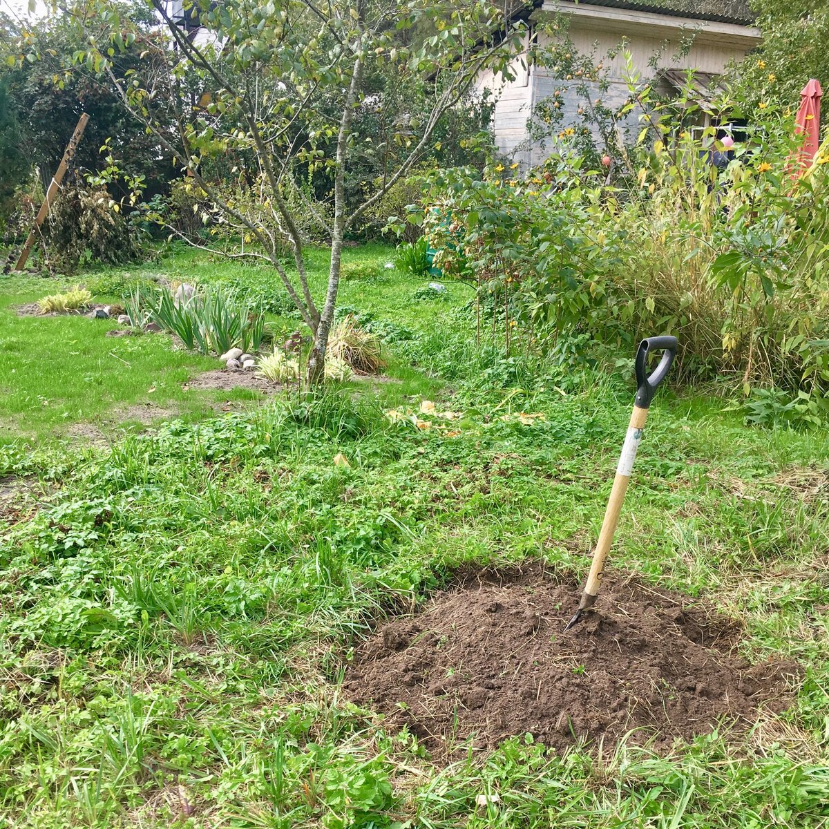 Я хотела в следующем году этот кусочек тоже перекопать и засадить газоном. 