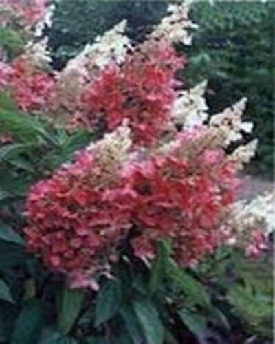 метельчатая гортензия уход осенью