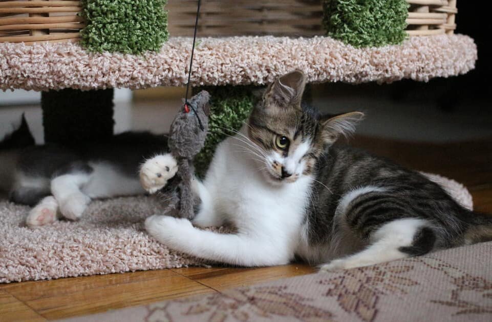 много котят. букет из котят. бенгальская кошка. котята породы мейн кун. котята разных пород с названиями.