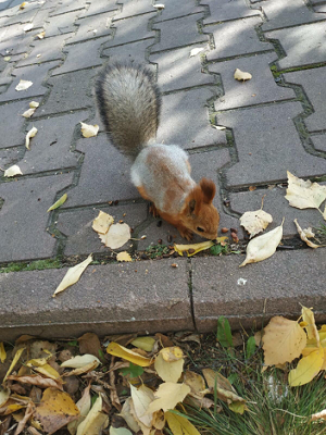 рыжая красавица