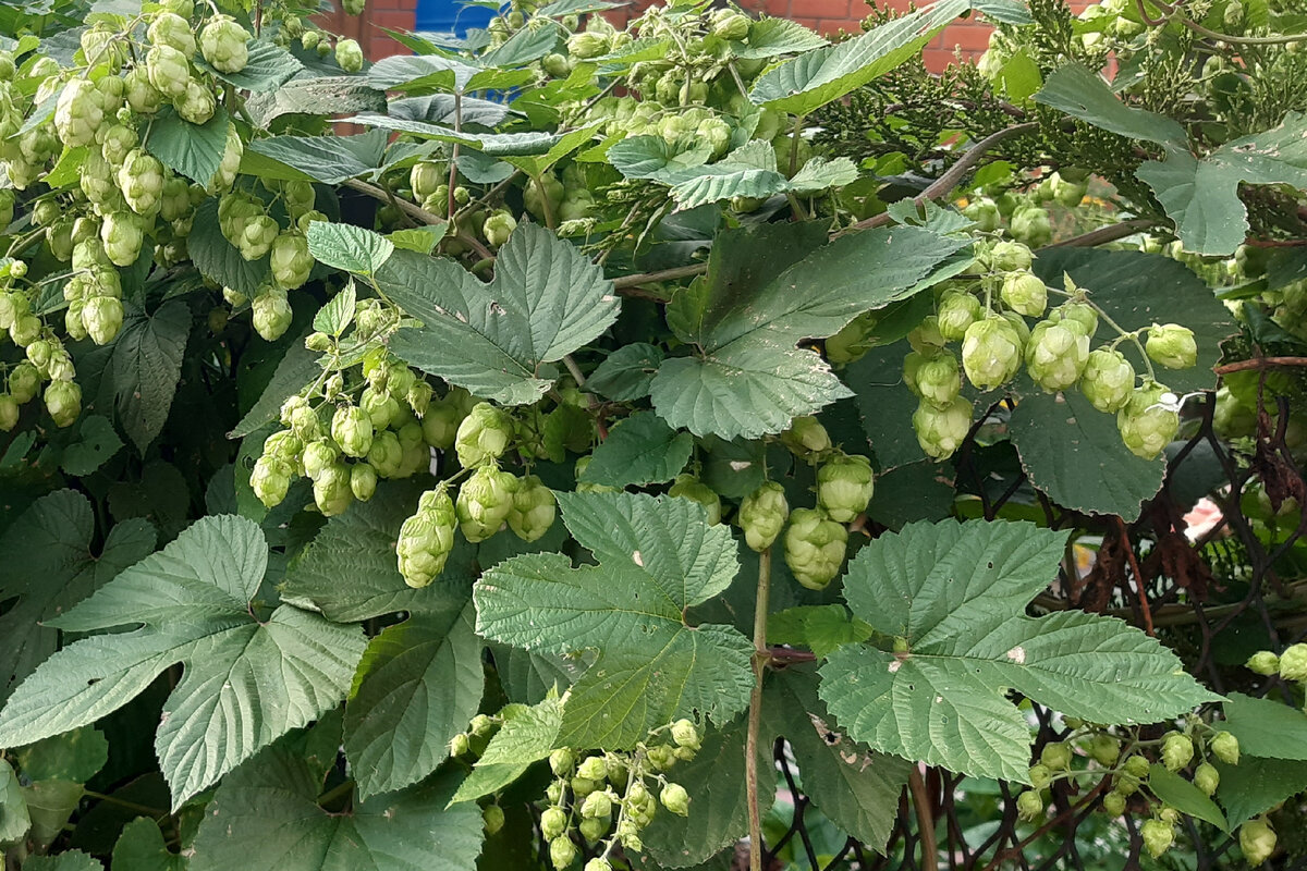 Дикий заборный хмель