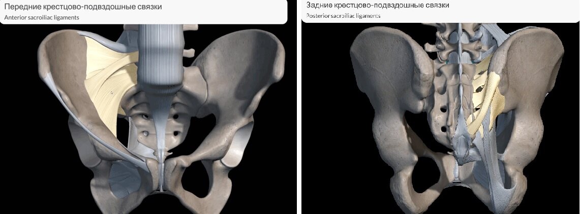 Передние (внутренние) и задние связки таза