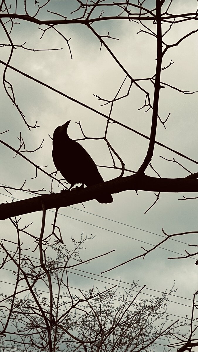 В ожидании снега 