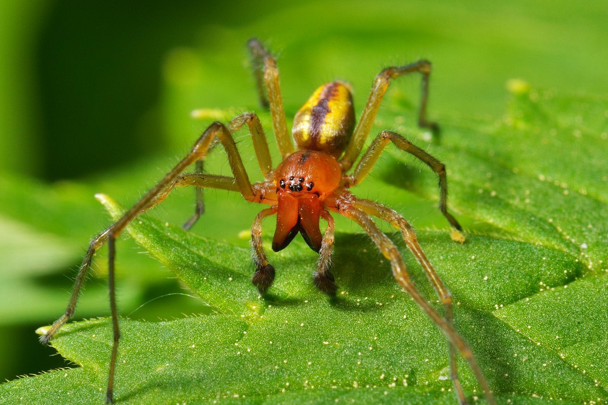 Желтый паук. Желтосумый паук Cheiracanthium punctorium. Желтый паук Сак Cheiracanthium. Паук Cheiracanthium punctorium ядовитый. Сак (хейракантиум).