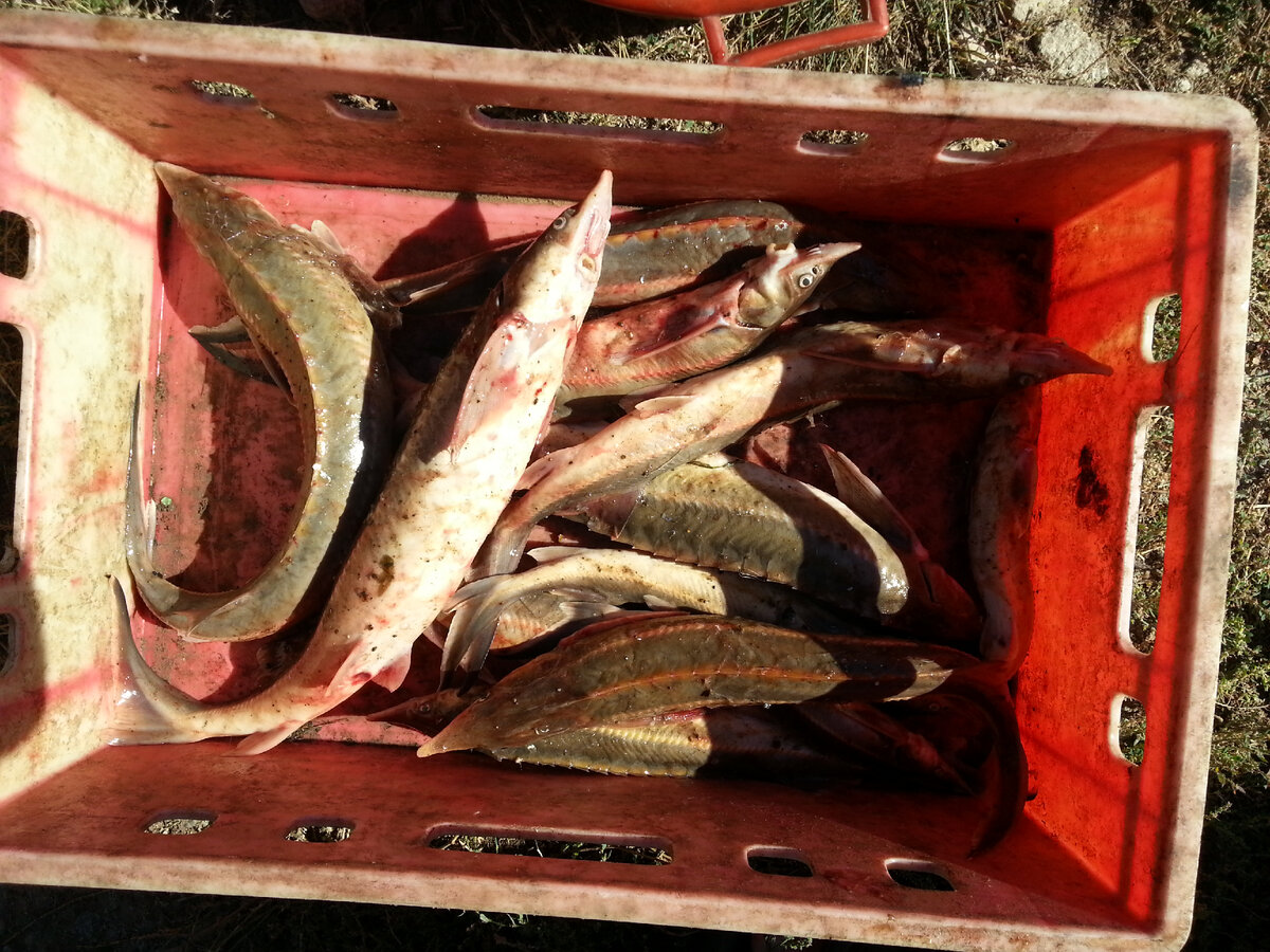 Браконьеры могут ловить не только карасей и лещей, часто они ловят и стерлядь