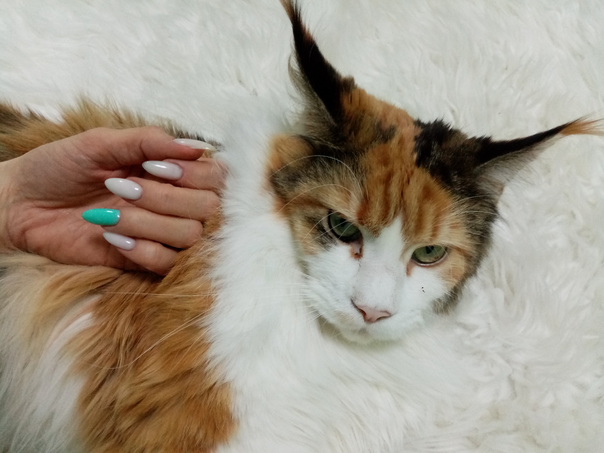 Кошечка - лучший  фон.