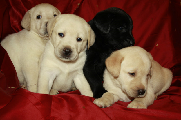 Фото из источника yaplakal.com