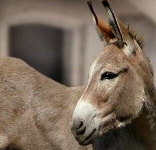 Осел - молодец! ))))