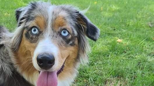 Фото автора. Наша красавица Мия, миниатюрная американская овчарка