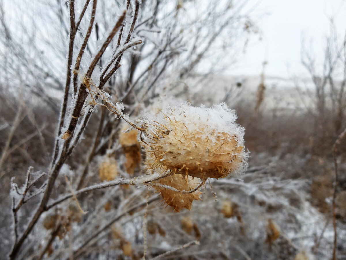 Это мое хобби - всю долгую зиму фотографировать ее "красоты".