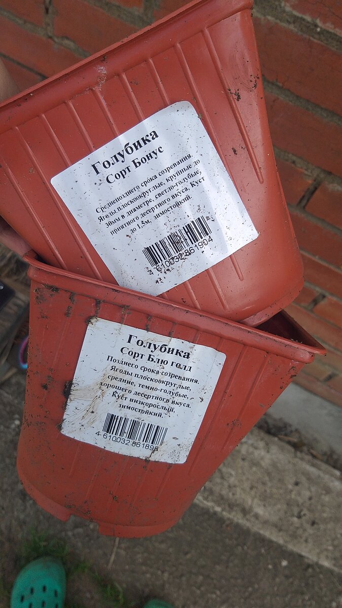 Вот такие два сорта посажены у нас. Но глядя на кустики мне кажется, что у нас пересорт. Оба выглядят одинаково - разницы в размерах нет.