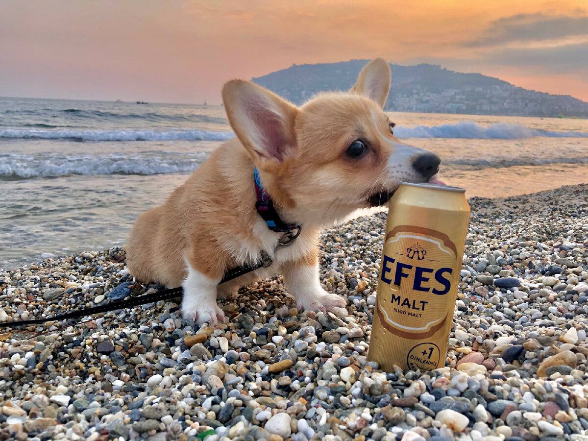 Для понимания габаритов Асти в то время.