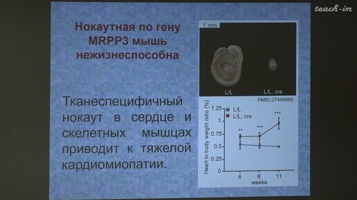 Зиновкина Л. А. - Молекулярная биология митохондрий - Процессинг митохондриальных РНК