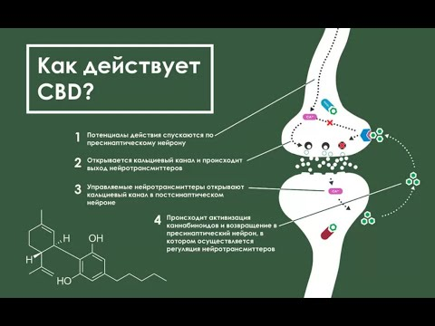 Механизм действия каннабиноидов. Каннабидиол механизм действия. Эндеконабиодная система. Каннабиноиды механизм действия.