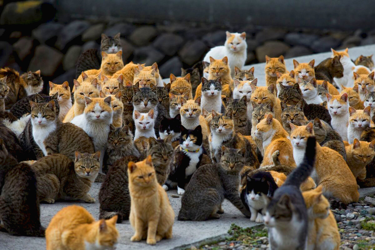 Сколько кошек на снимке?