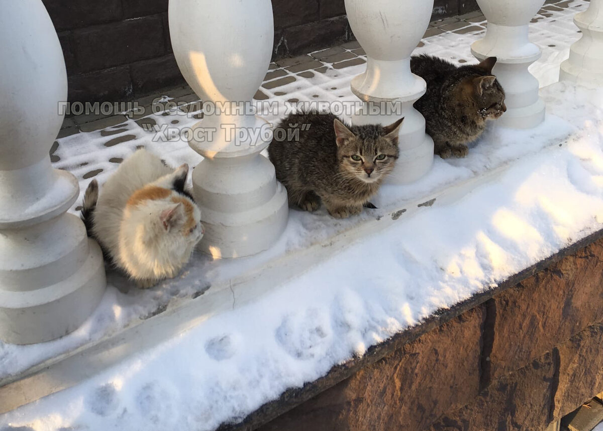 Долгие месяцы скитаний в поисках тепла и еды, холодные ночи в чужих сараях,  разлука и неожиданная встреча двух маленьких котят. | Хвост Трубой | Дзен