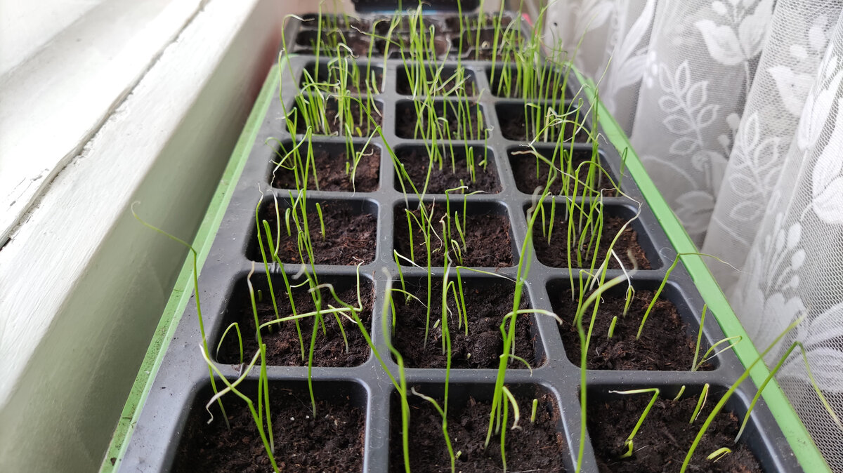 Рассада лука порея 1,5 недели от всходов.