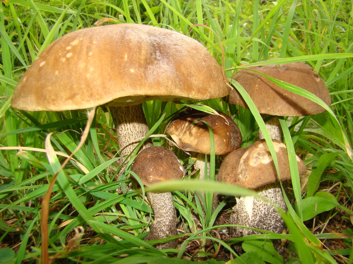 Знание грибов. Что за гриб определить по фото. Подберезовик картинка для детей. Как понять что грибы готовы