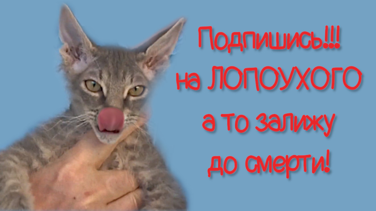 Подпишись! Лопоухий Макс-кс