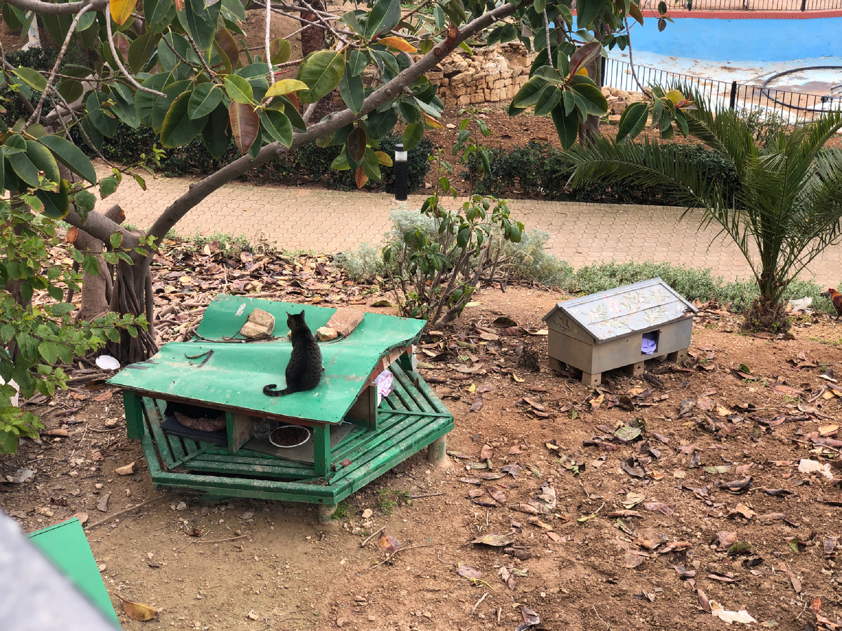 Домик для котов на Мальте